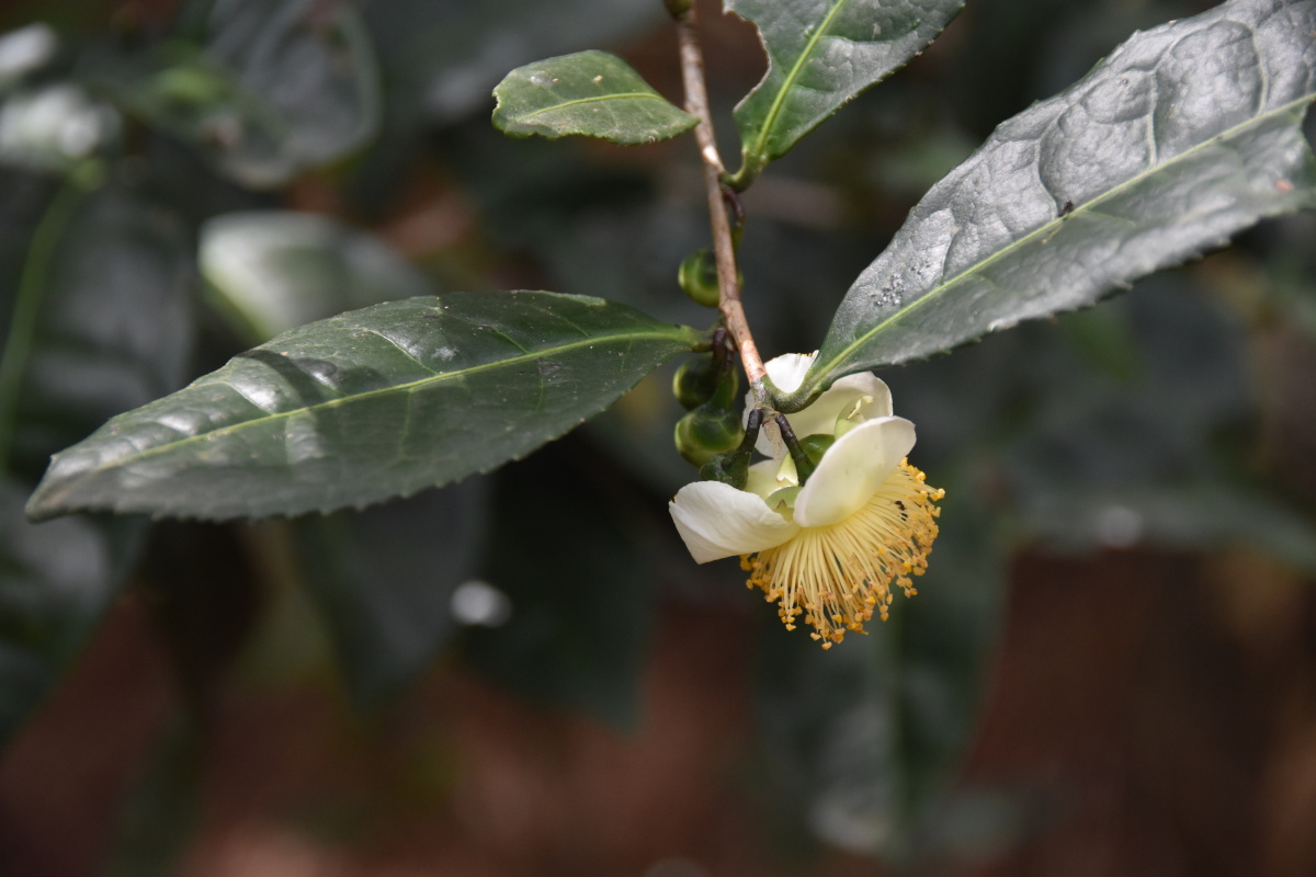 铁观音茶树开花