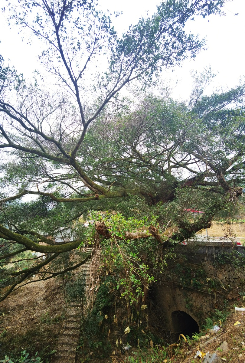 一株很大的榕树雅榕桑科榕属乔木别称小叶榕万年青柳州市树雅榕为紫胶