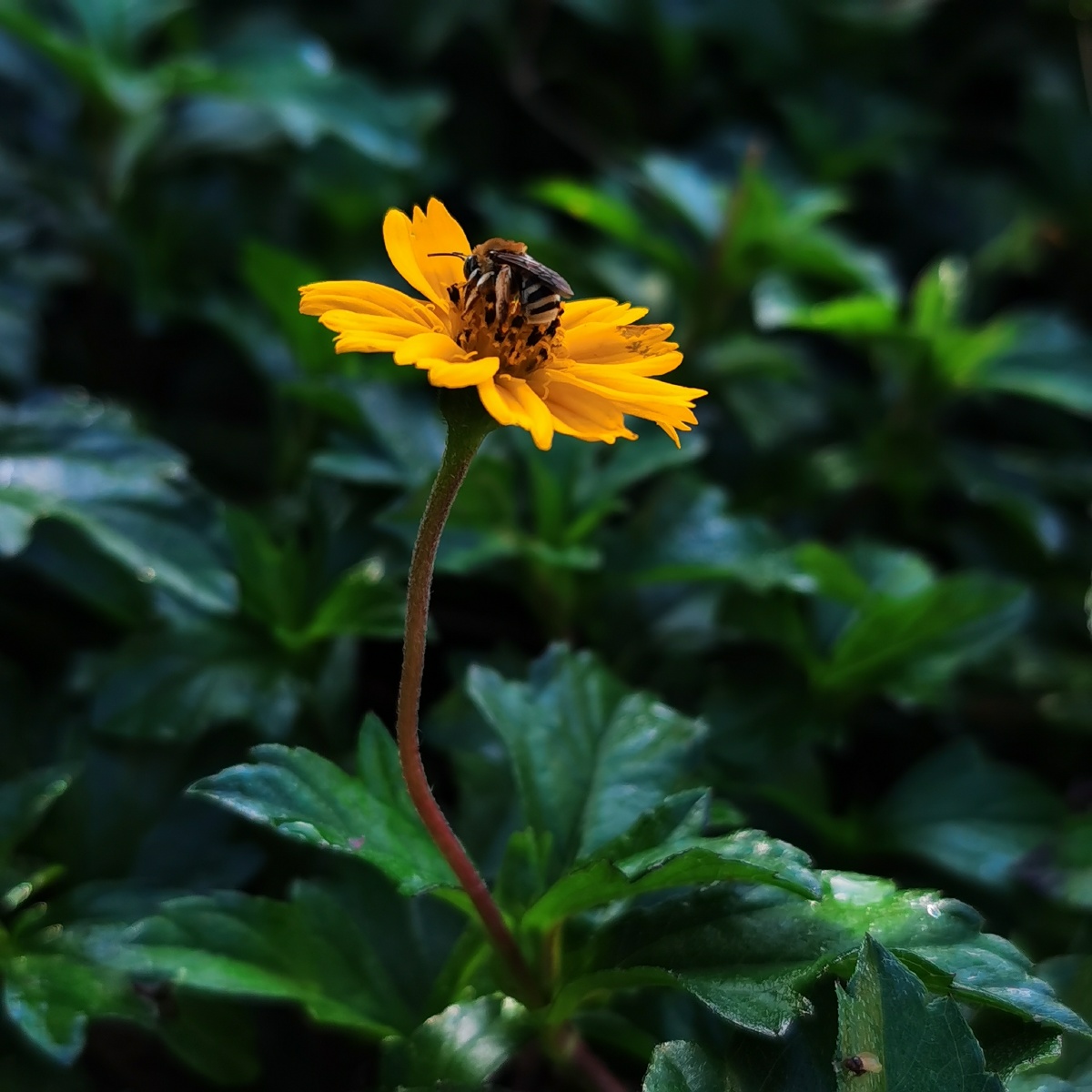 深秋晨光下绽放的南美蟛蜞菊发现一只蜜蜂睡在花朵上细看沾满露水和