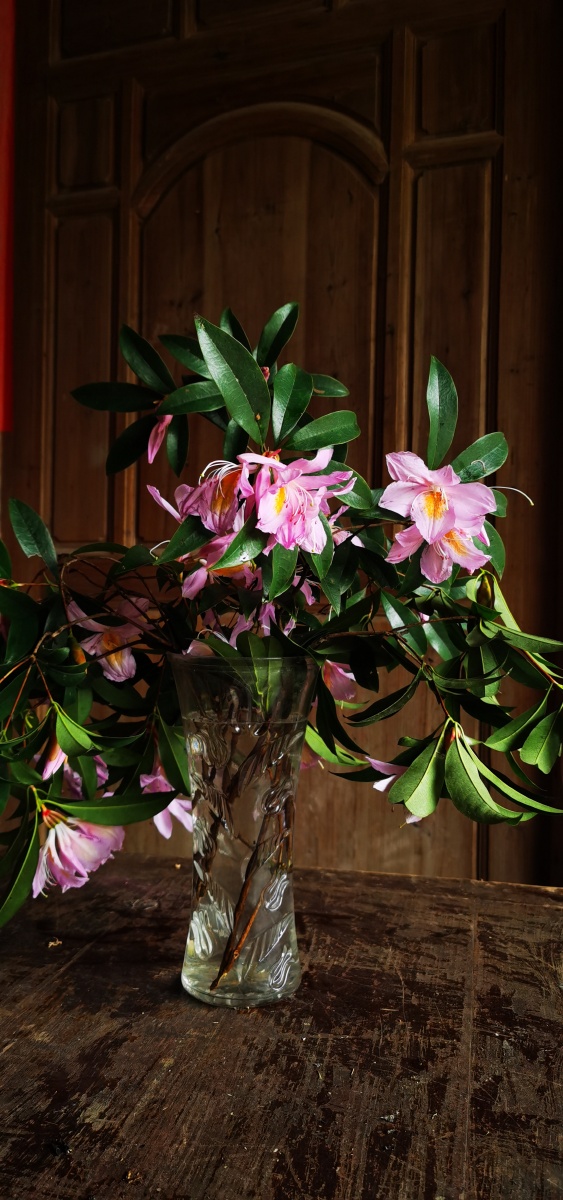 永春县的春天(十三),山里寻花记,丝线吊芙蓉,为杜鹃花科植物毛棉杜鹃