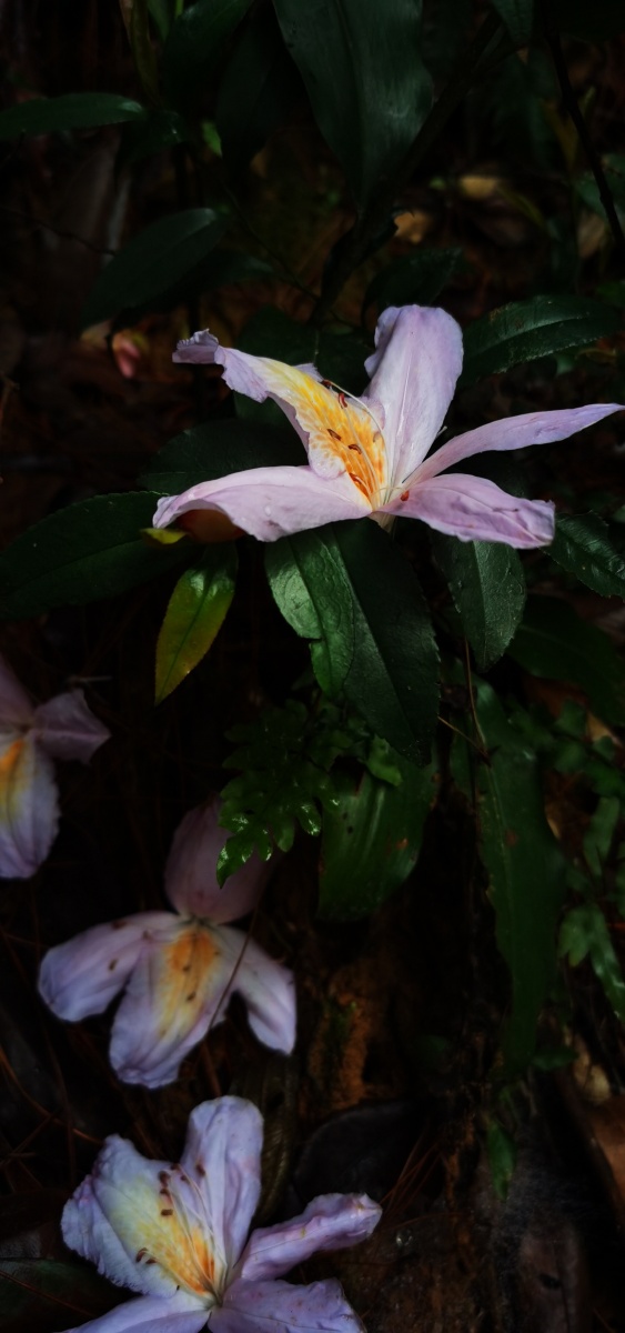 永春县的春天(十三),山里寻花记,丝线吊芙蓉,为杜鹃花科植物毛棉杜鹃