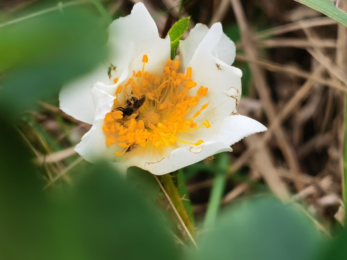 永春县的春天44金樱花盛开山野芬芳
