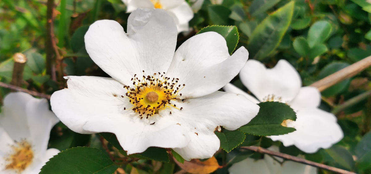 永春县的春天44金樱花盛开山野芬芳
