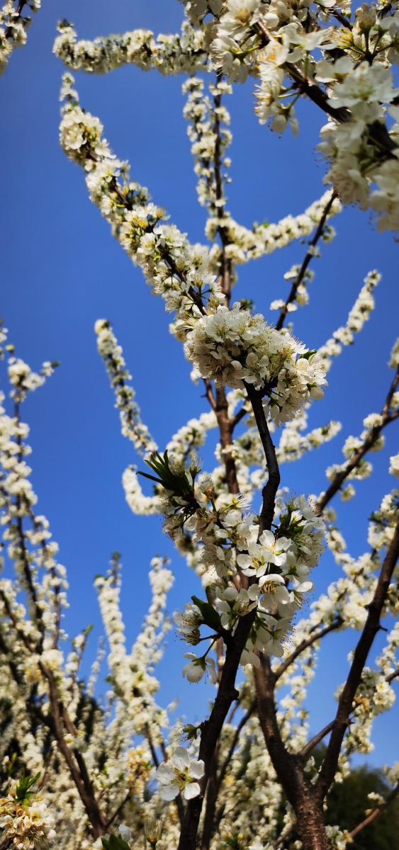 李花宜远更宜繁惟远惟繁始足看杨万里永春县李树花开已漫山白茫茫近观