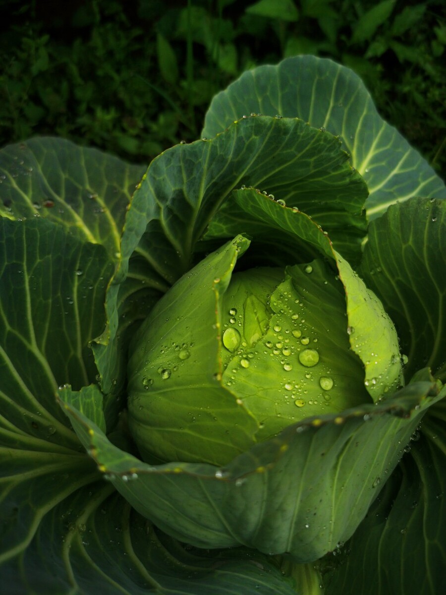 甘蓝和卷心菜是一种蔬菜吗(甘蓝和卷心菜是一种蔬菜吗图片)