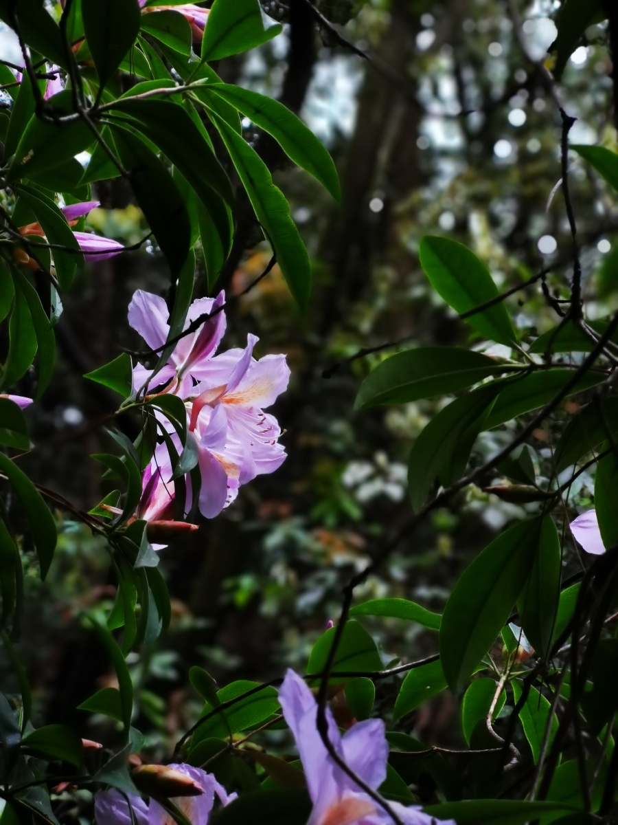 永春县的春天(十三),山里寻花记,丝线吊芙蓉,为杜鹃花科植物毛棉杜鹃