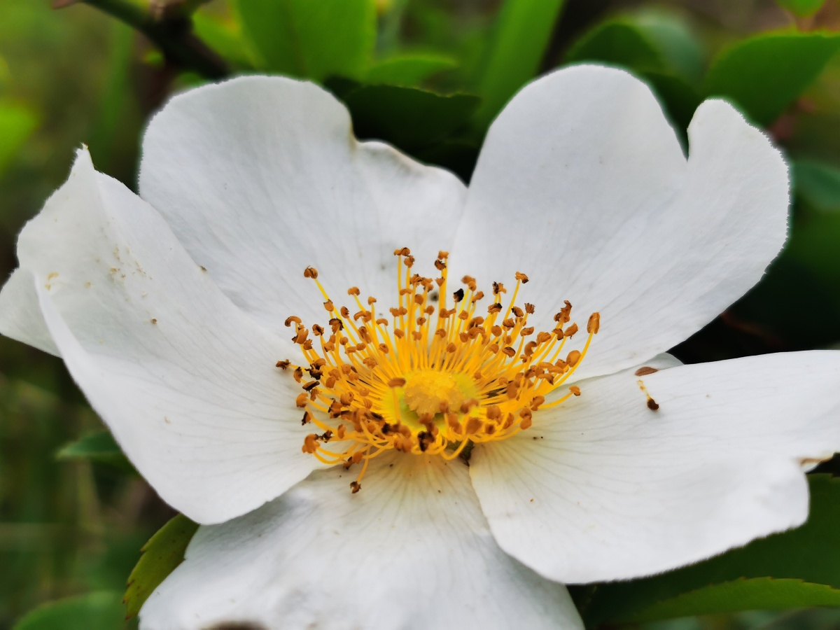 永春县的春天44金樱花盛开山野芬芳