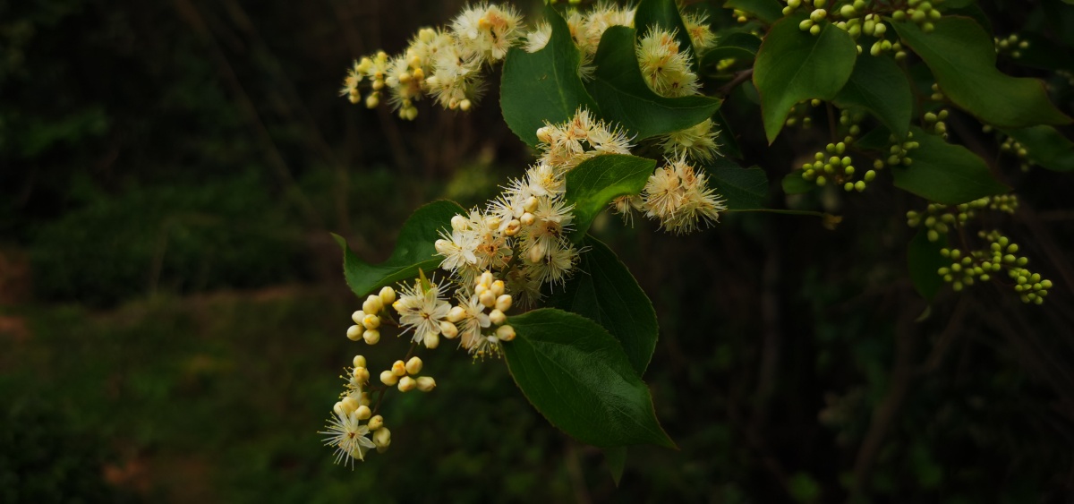 永春县的春天42山里寻花记之白檀绽放白檀别称碎米子树乌子树叶药用根