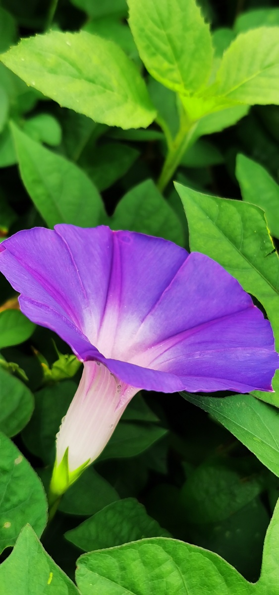 夏季赏花,圆叶牵牛别名:圆叶旋花,小花牵牛,喇叭花,牵牛花,紫花牵牛.