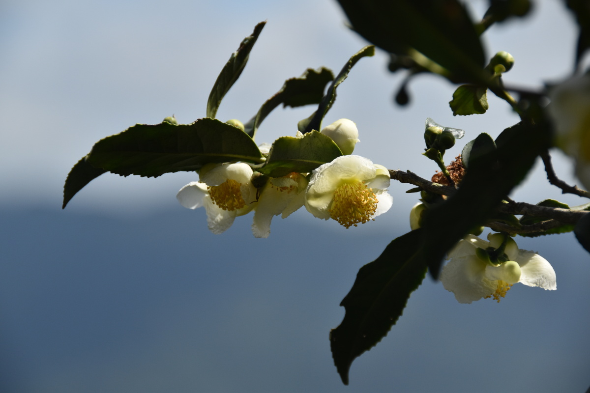 铁观音茶树开花