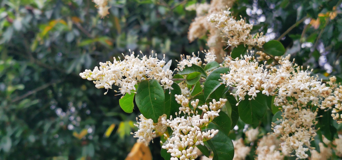 永春县的春天(34),阳春三月,小蜡树开花,簇簇白雪压枝头,浓香四溢.