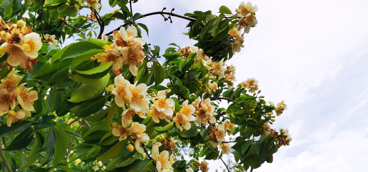 et champ.)山茶科,别称:荷木,木艾树,何树,柯树,木和,回树,木荷