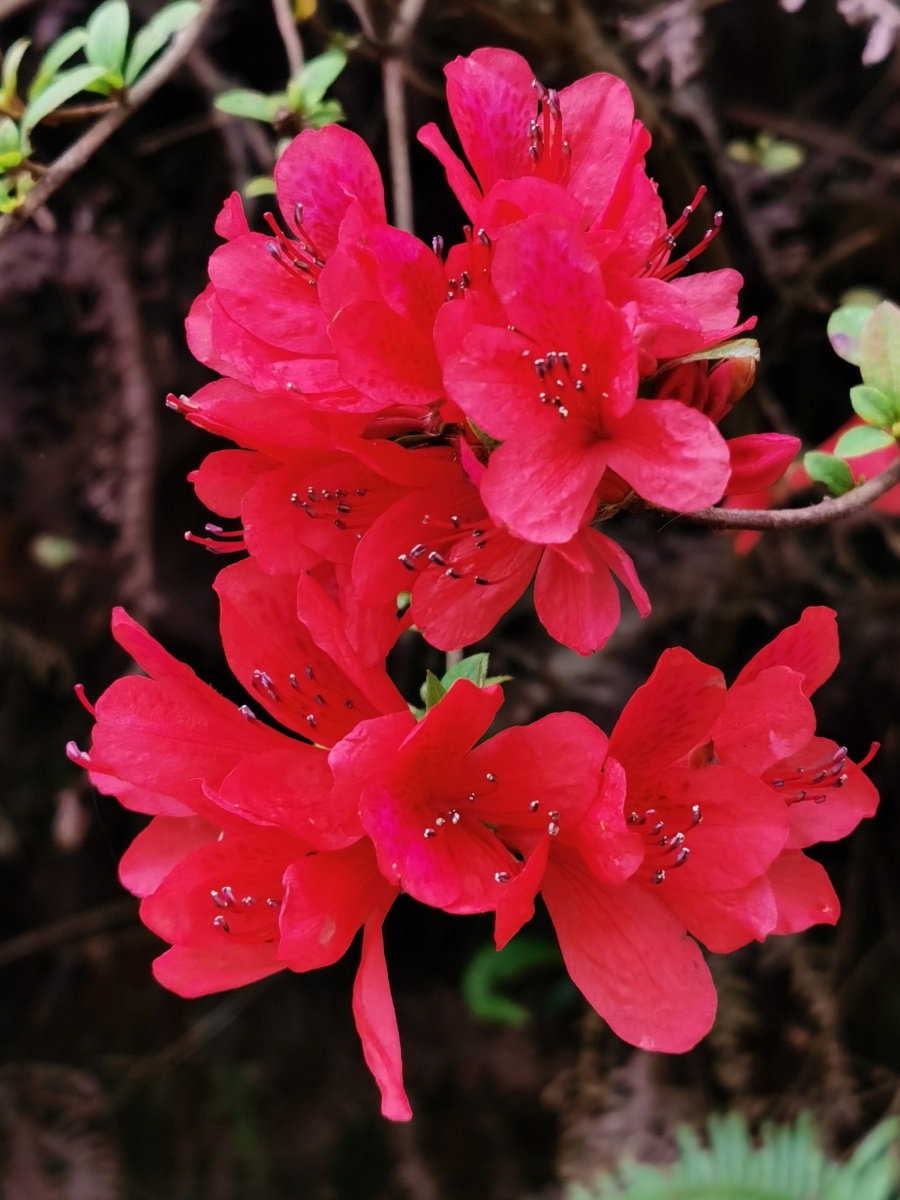 永春县的春天(33),清明节将至,杜鹃啼血映山红红花杜鹃,别名:打马