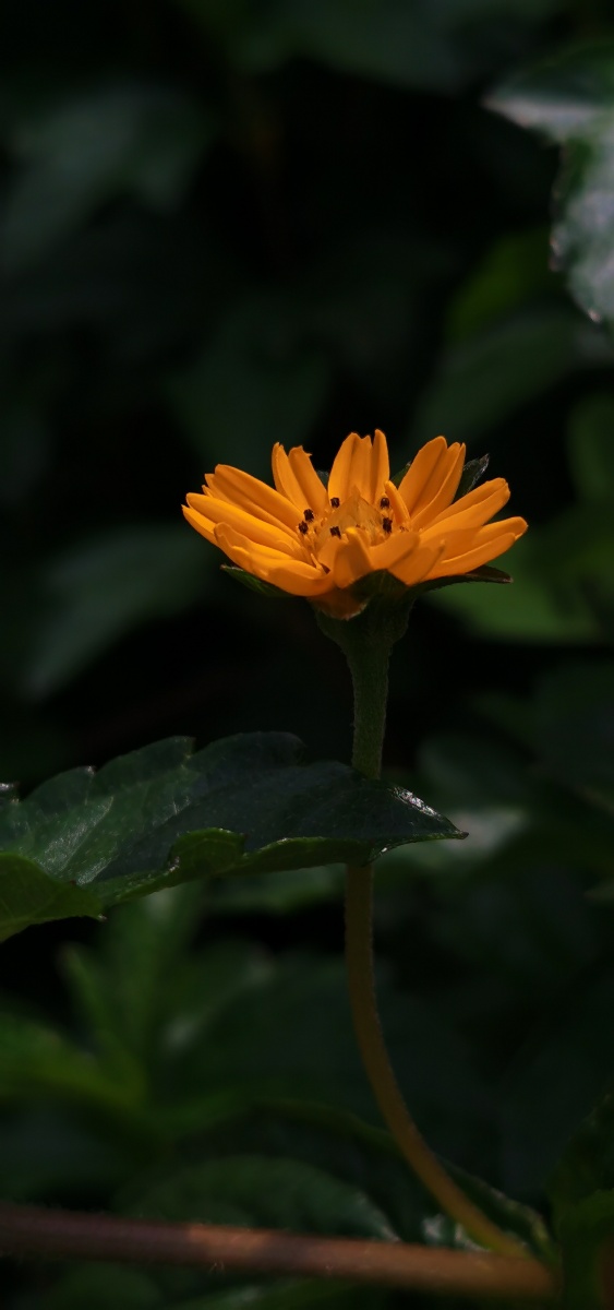 夏季凡花南美蟛蜞菊