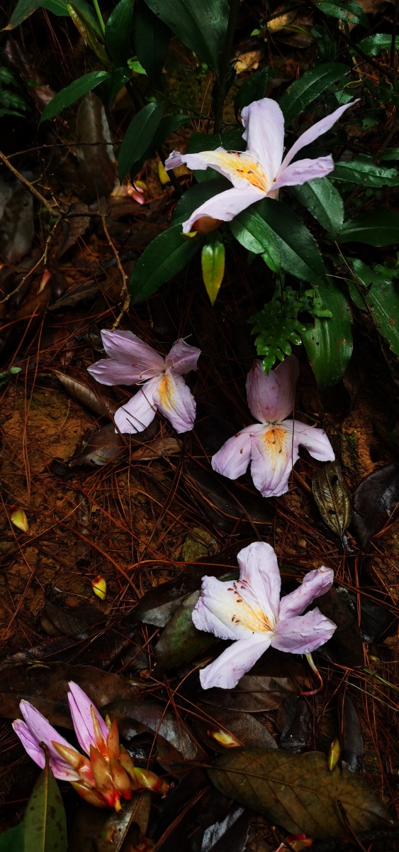 永春县的春天(十三),山里寻花记,丝线吊芙蓉,为杜鹃花科植物毛棉杜鹃