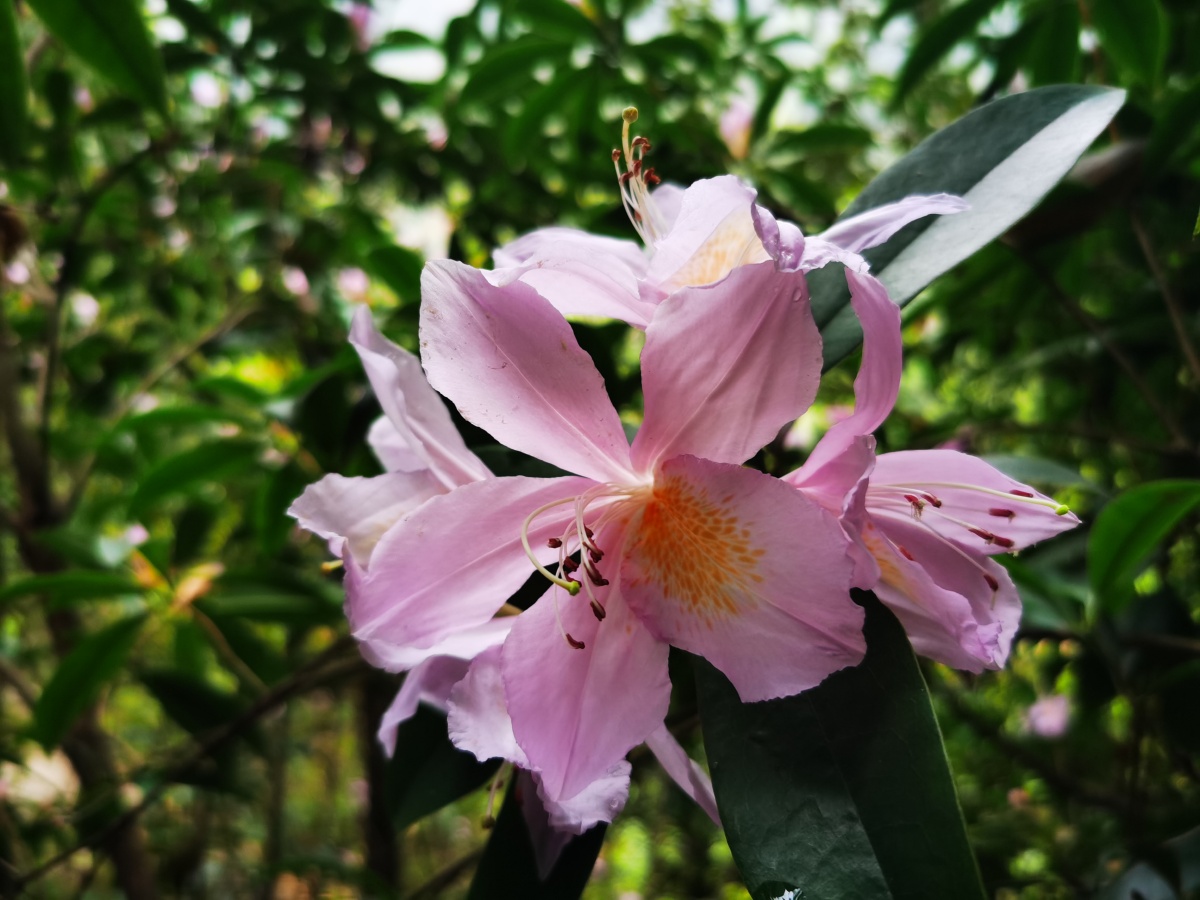 永春县的春天(十三),山里寻花记,丝线吊芙蓉,为杜鹃花科植物毛棉杜鹃