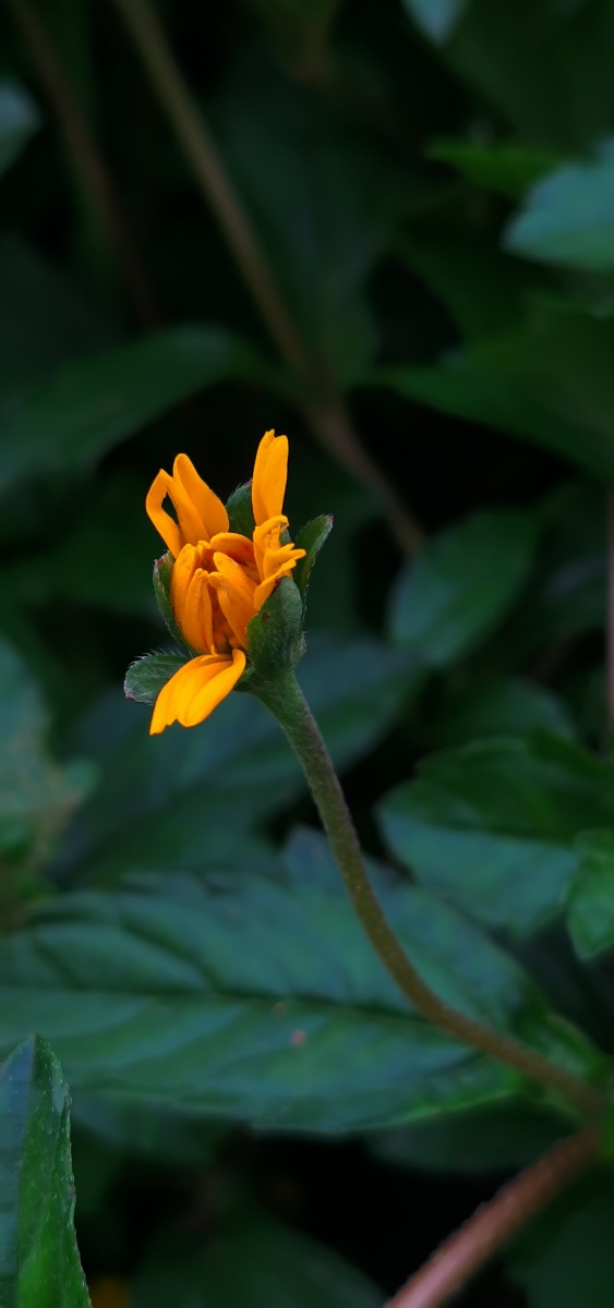 夏季凡花南美蟛蜞菊