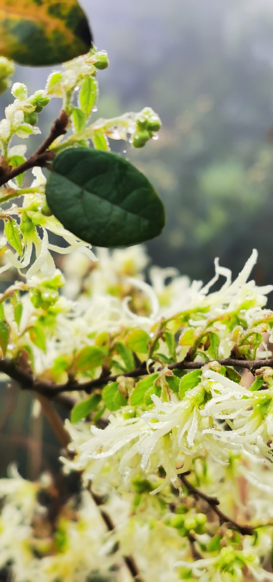 永春县的春天(十五),山里寻花记,小雨淅沥,檵木花开檵木别称:桎木柴