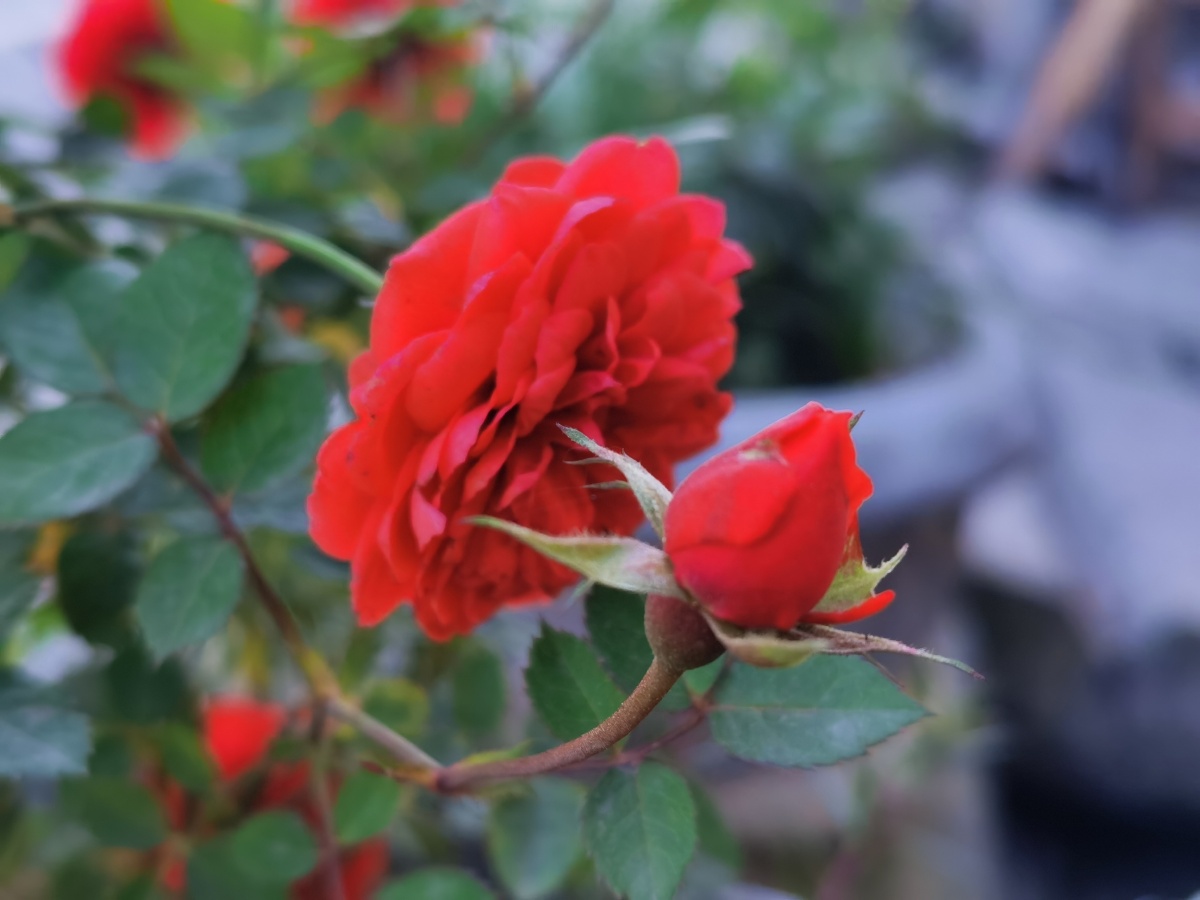 丰花月季之红从容,环境适应性强,非常耐寒,耐高温,抗旱,抗涝,还有较强