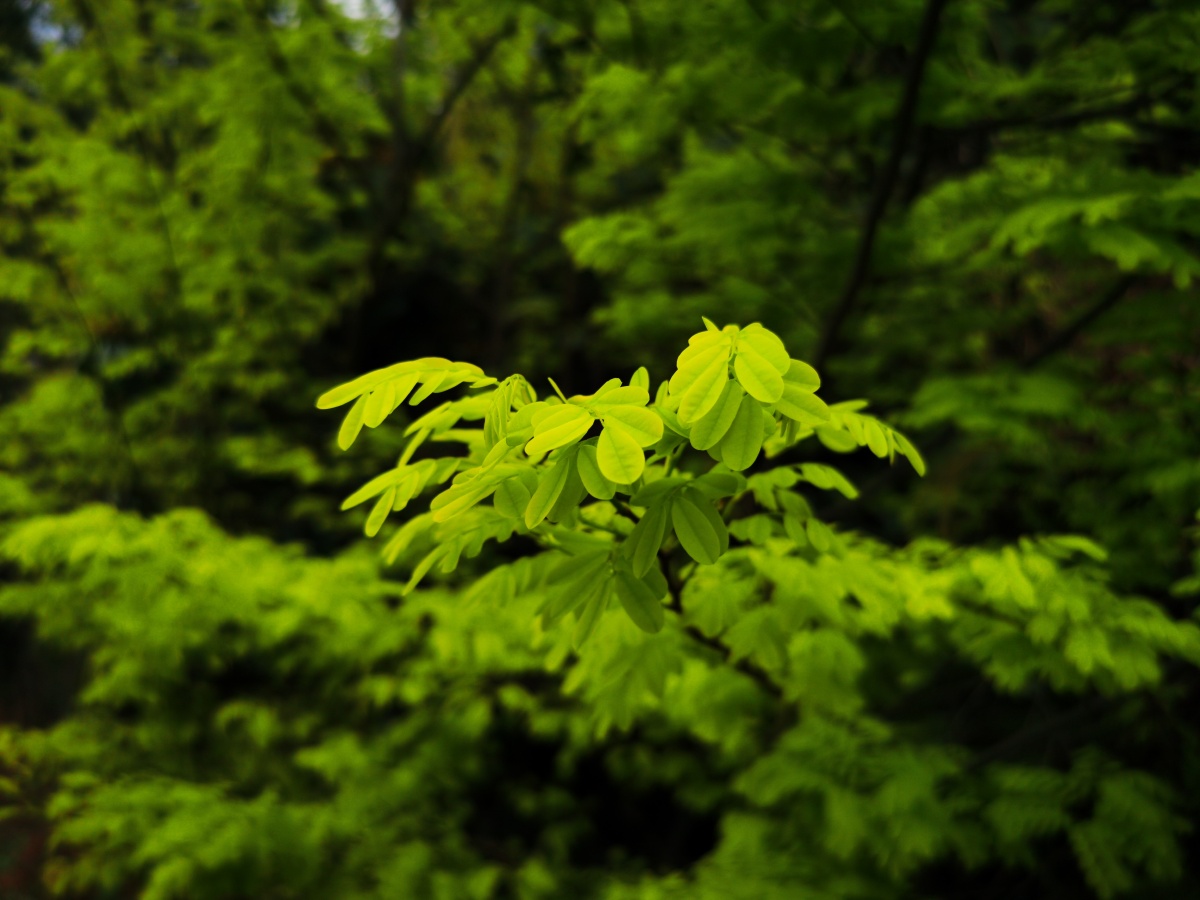 永春县的春天⑤,惹眼的新绿,大香藤 藤檀,中药名.