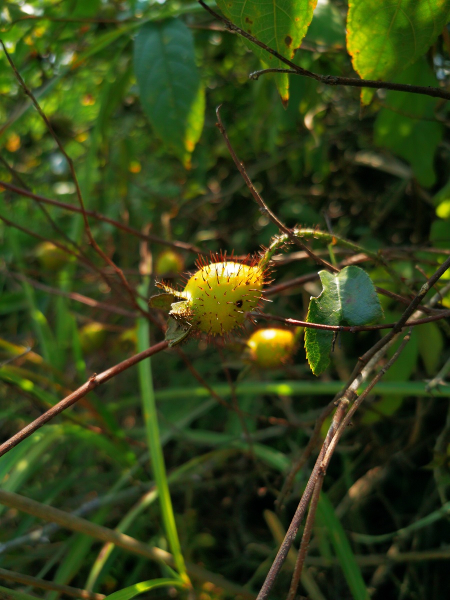 秋实,药材,金樱子,野生 - 梦癫 - 图虫