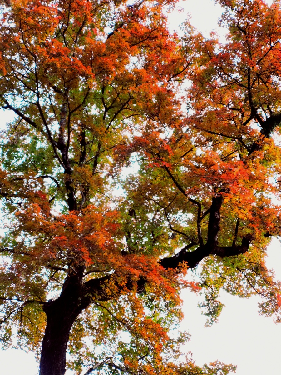 今天大雪赏一株枫树