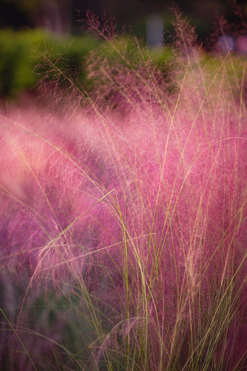 遇见粉黛乱子草邂逅一片红色花海秋风飘乱子粉黛卧佳人