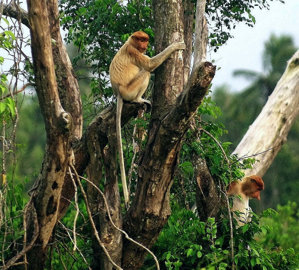 马来西亚国宝 长鼻猴 - 青浦章堰 - 图虫