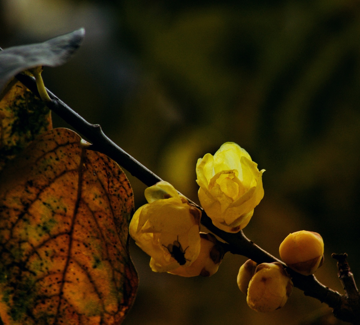 一枝寒香扑鼻来20201227午后宅园金陵