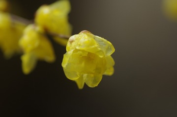 1120118