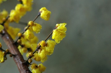 1120125
