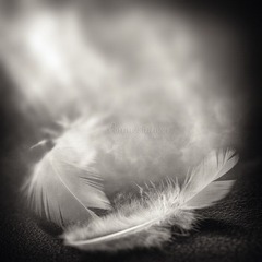 Light