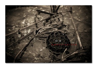 December0072