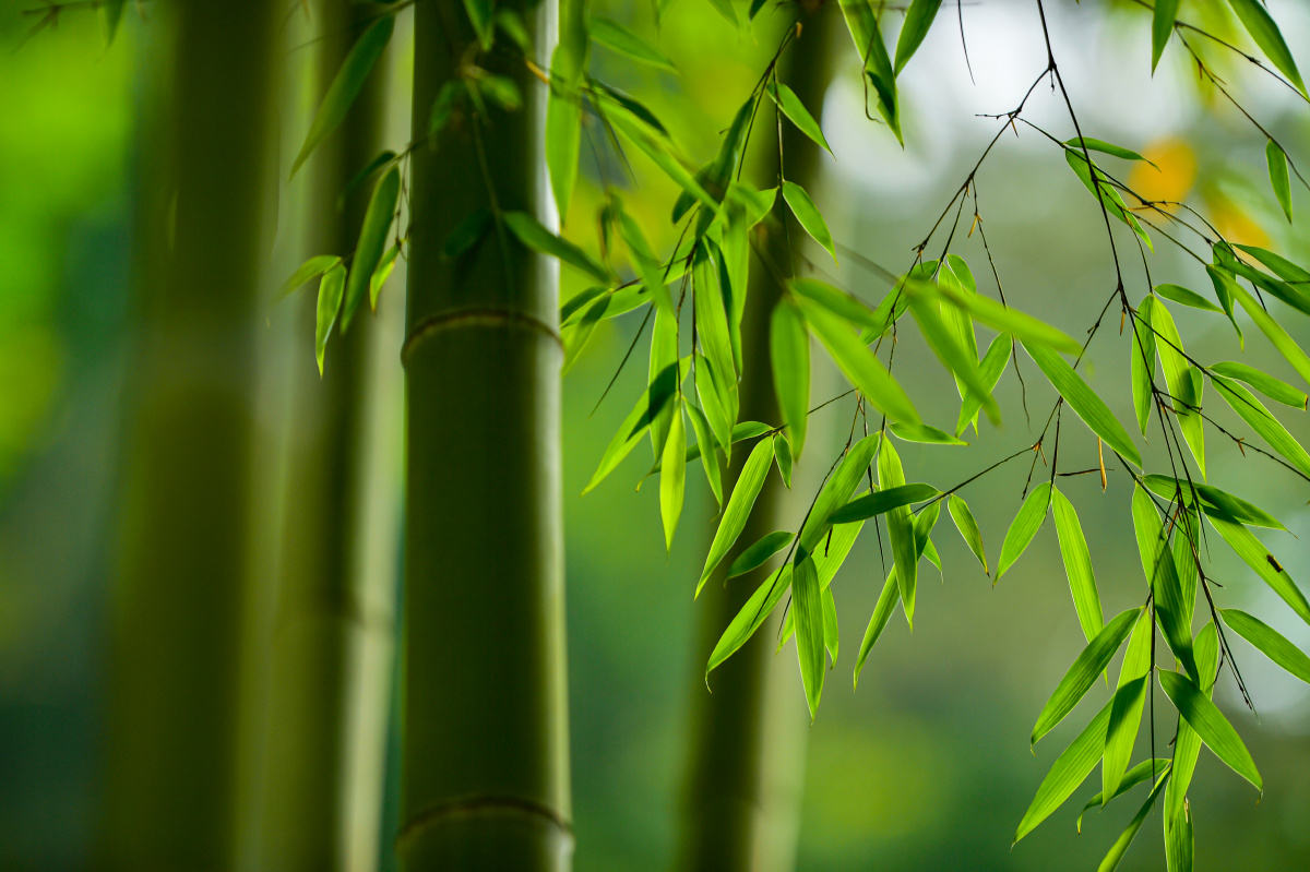 绿竹含新粉红莲落故衣