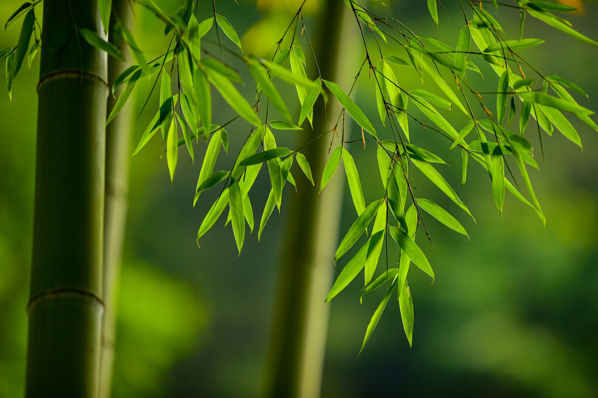 绿竹含新粉红莲落故衣