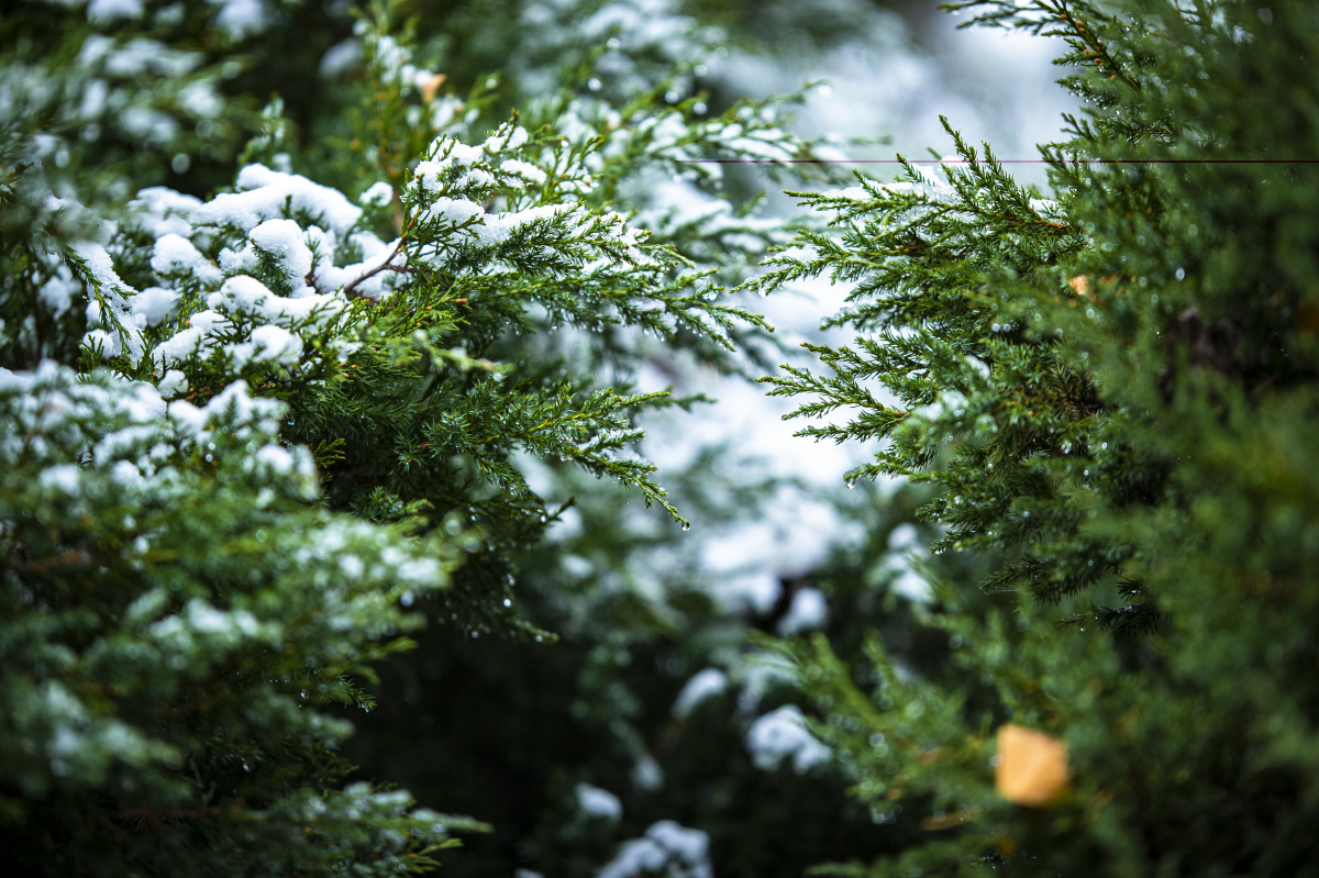 雪压青松挺且直