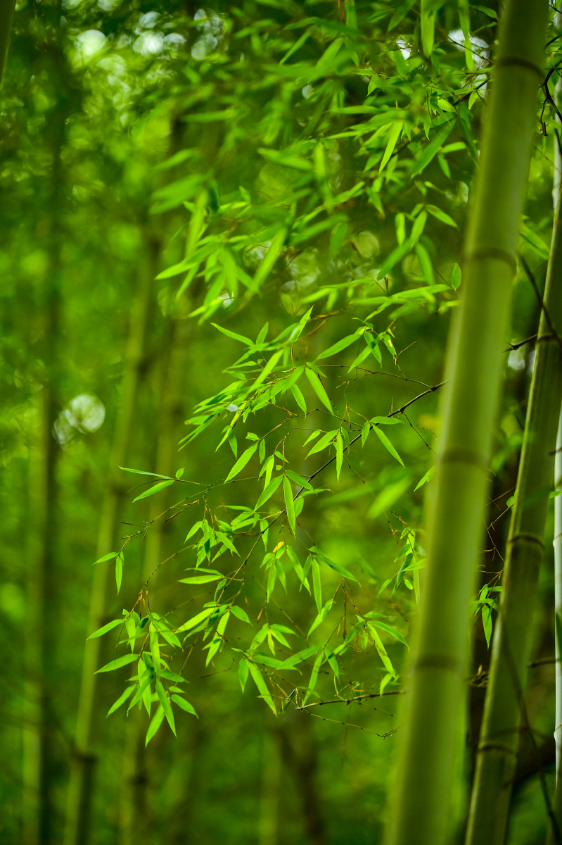 绿竹含新粉红莲落故衣