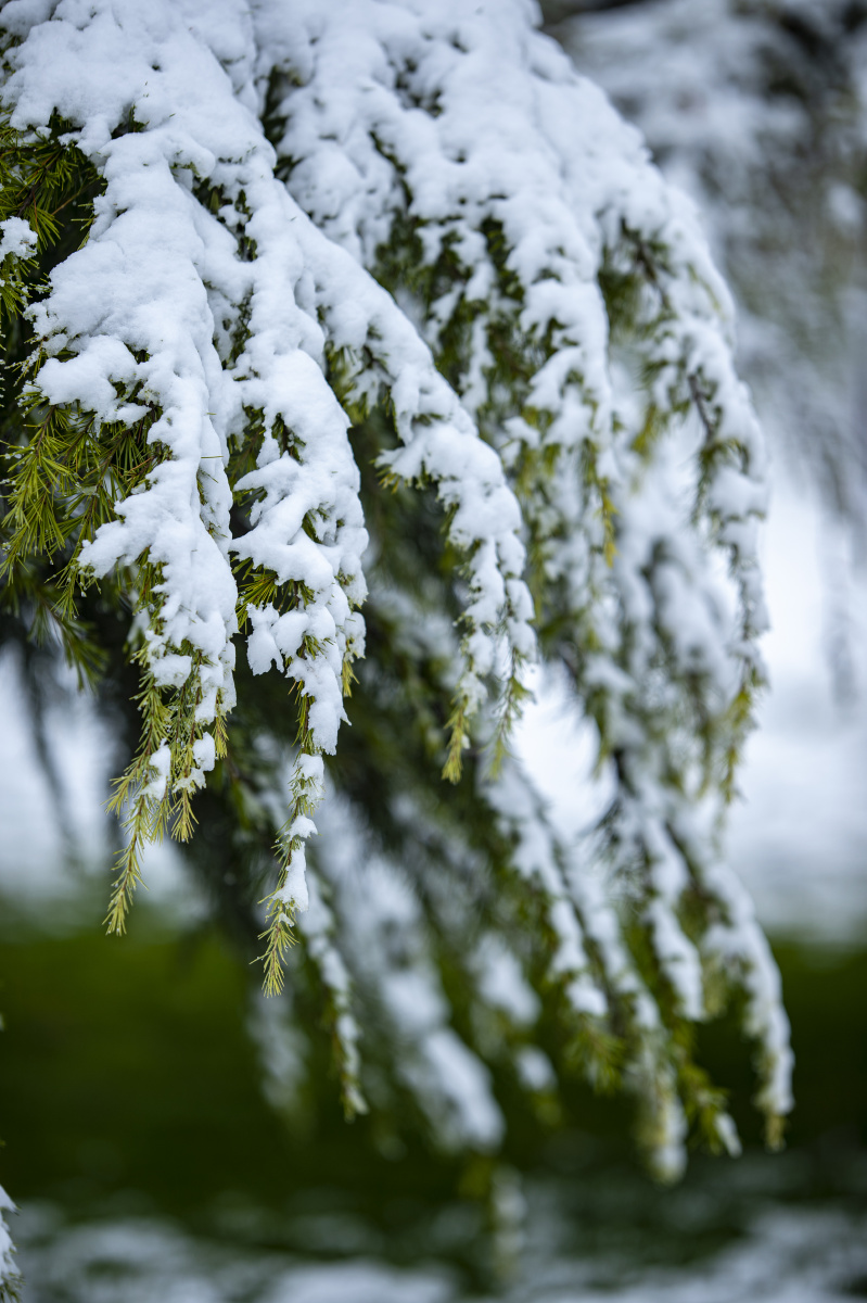雪压青松挺且直
