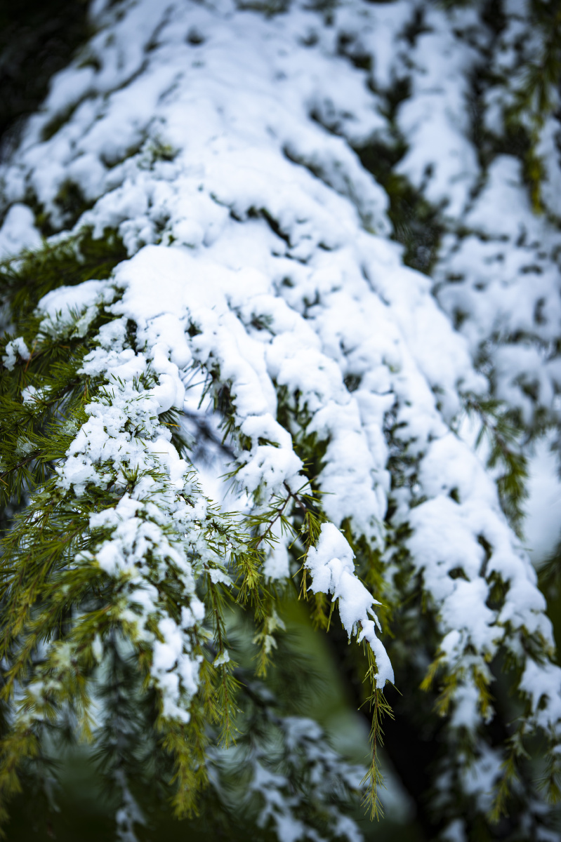 雪压青松挺且直