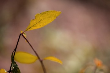 85663