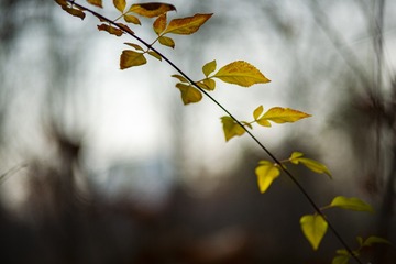 5085122