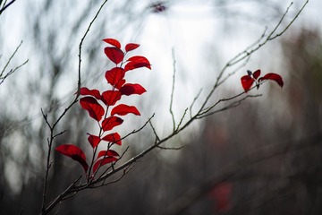 5085156