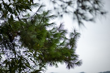 5387479