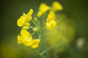 11050
