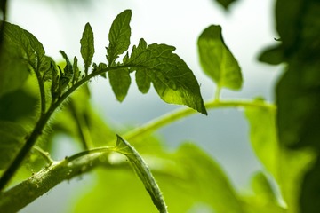 5556176