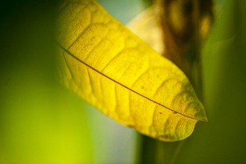 5556177
