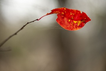 5085146