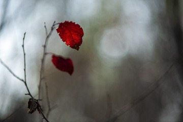 5085142