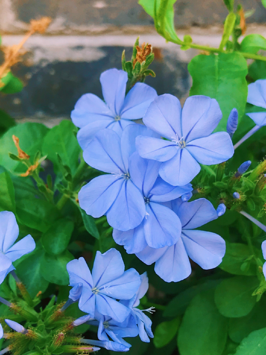 蓝色小花也是极美的! - 虞美人兮 - 图虫