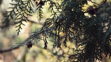 SAM_5359-01